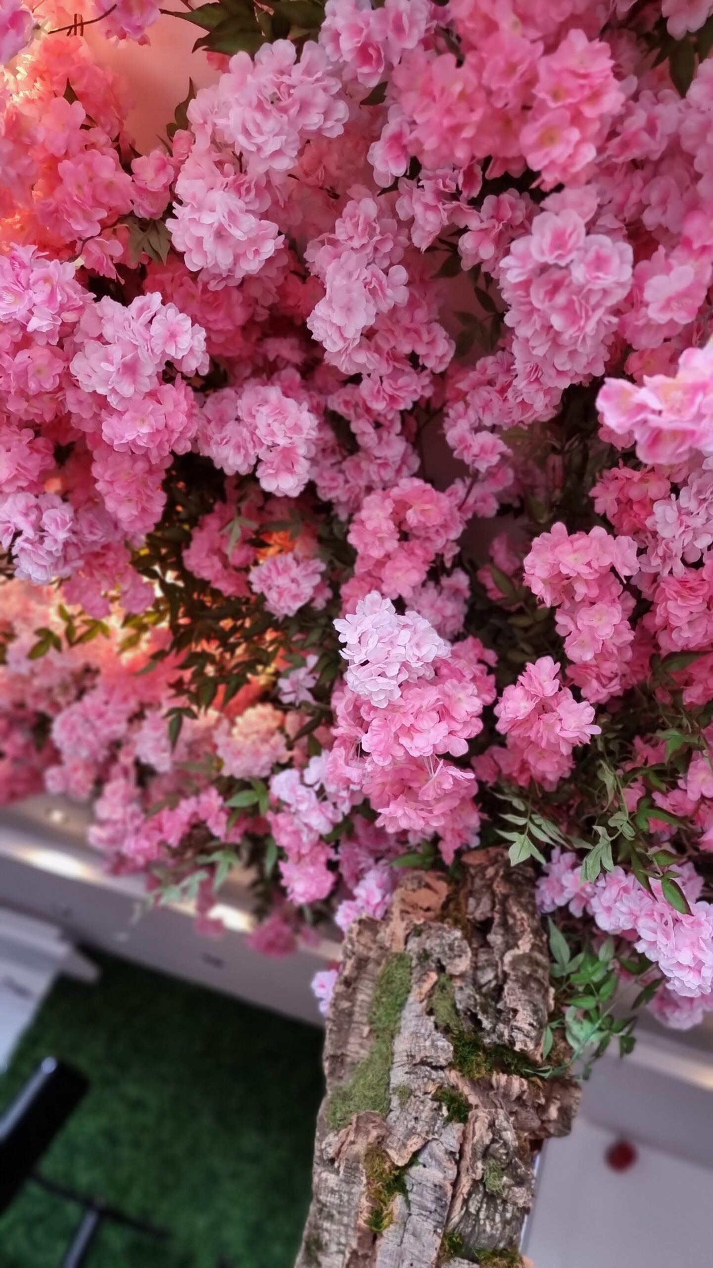 Blossom tree pink flower