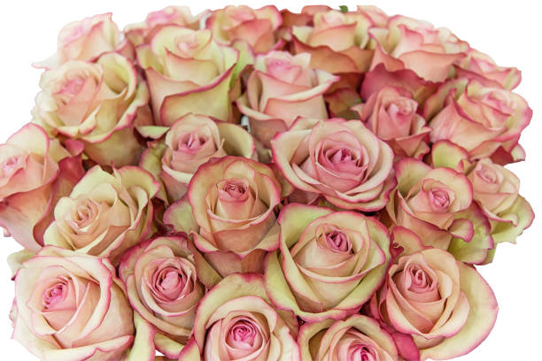 Roses of pink in a bouquet