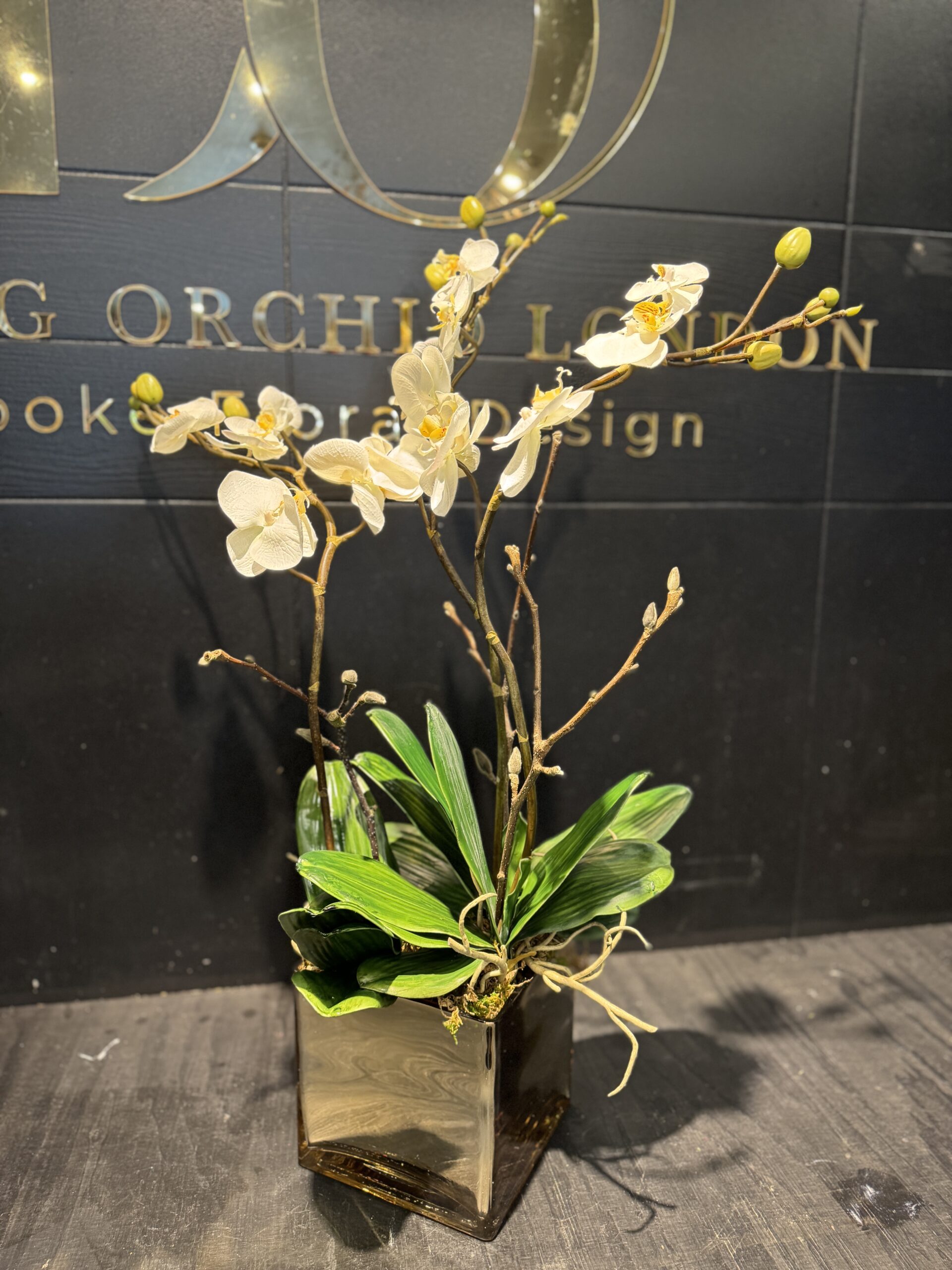 Everlasting orchid