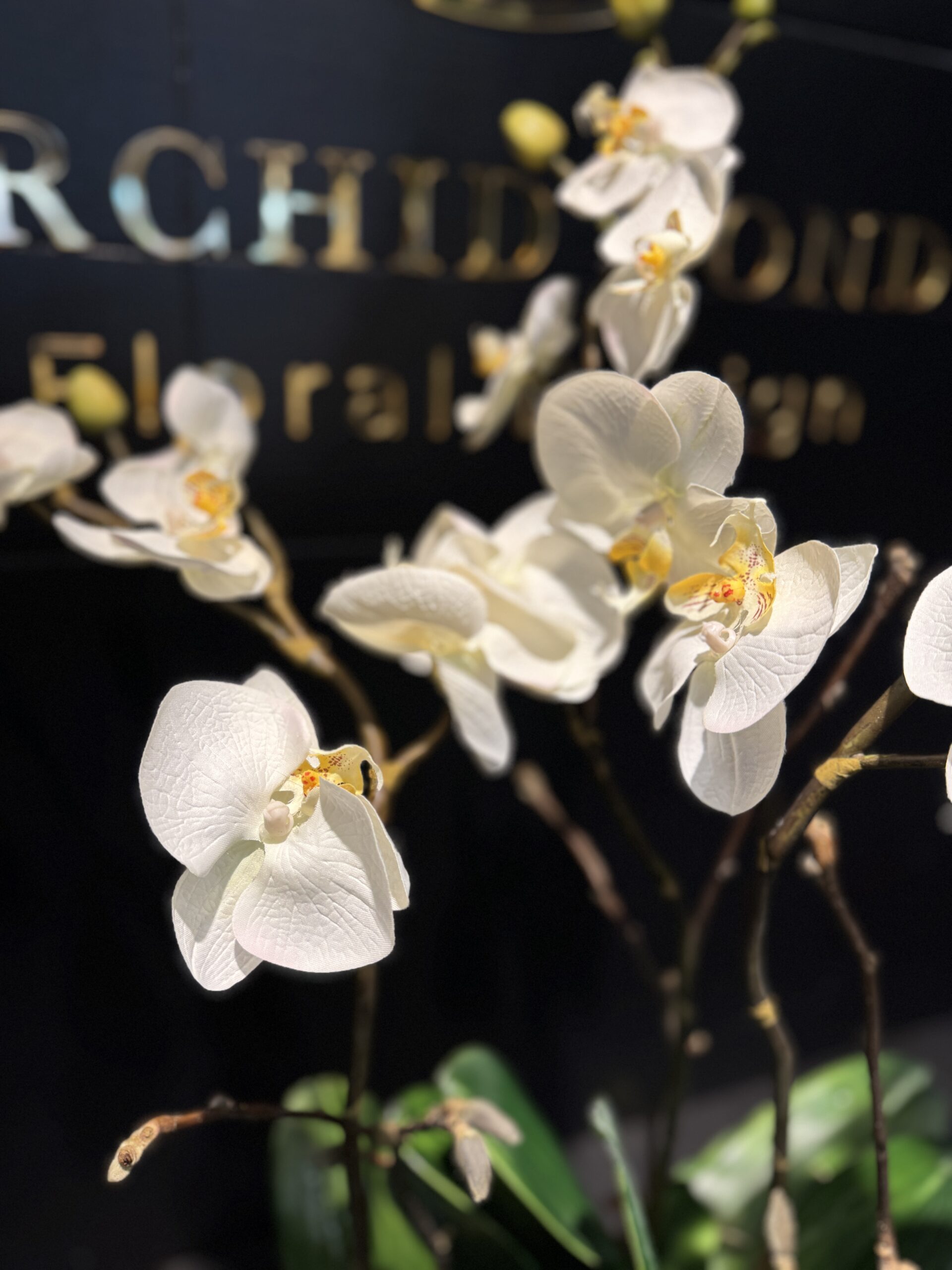 Everlasting orchid - Image 2