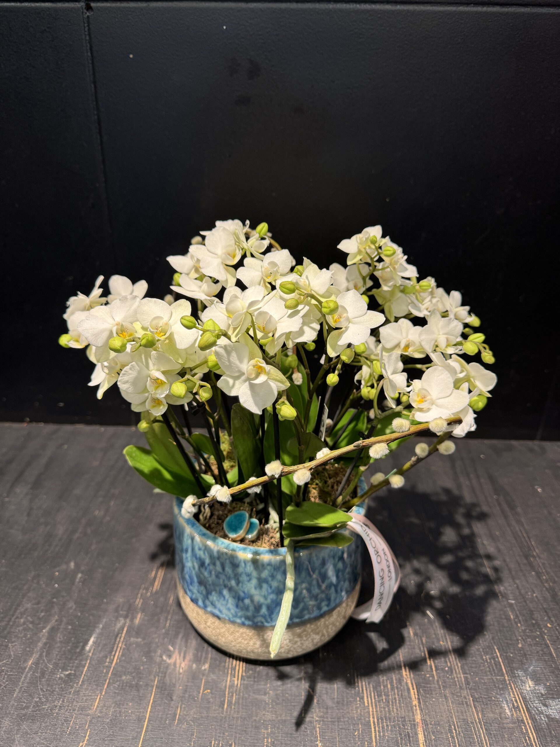Orchid harmony