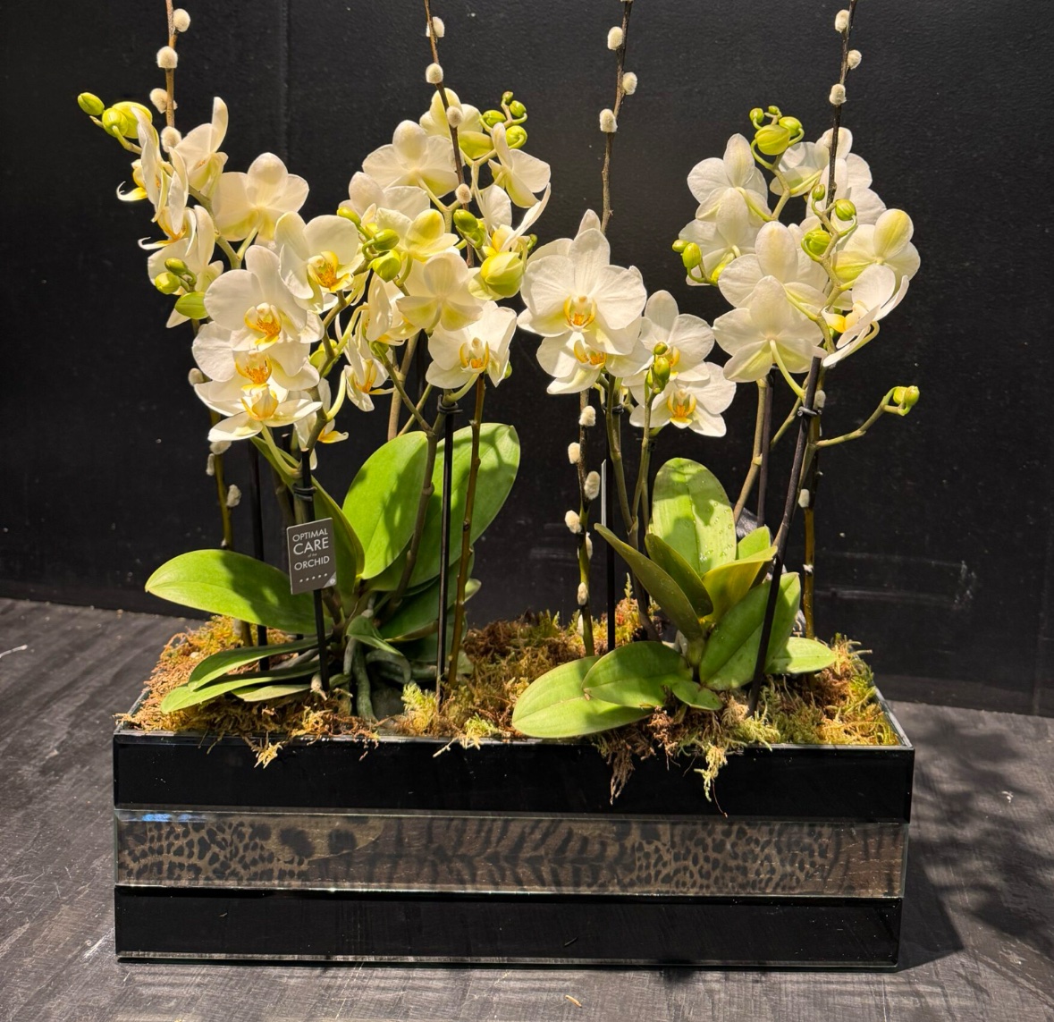 Wild Orchid