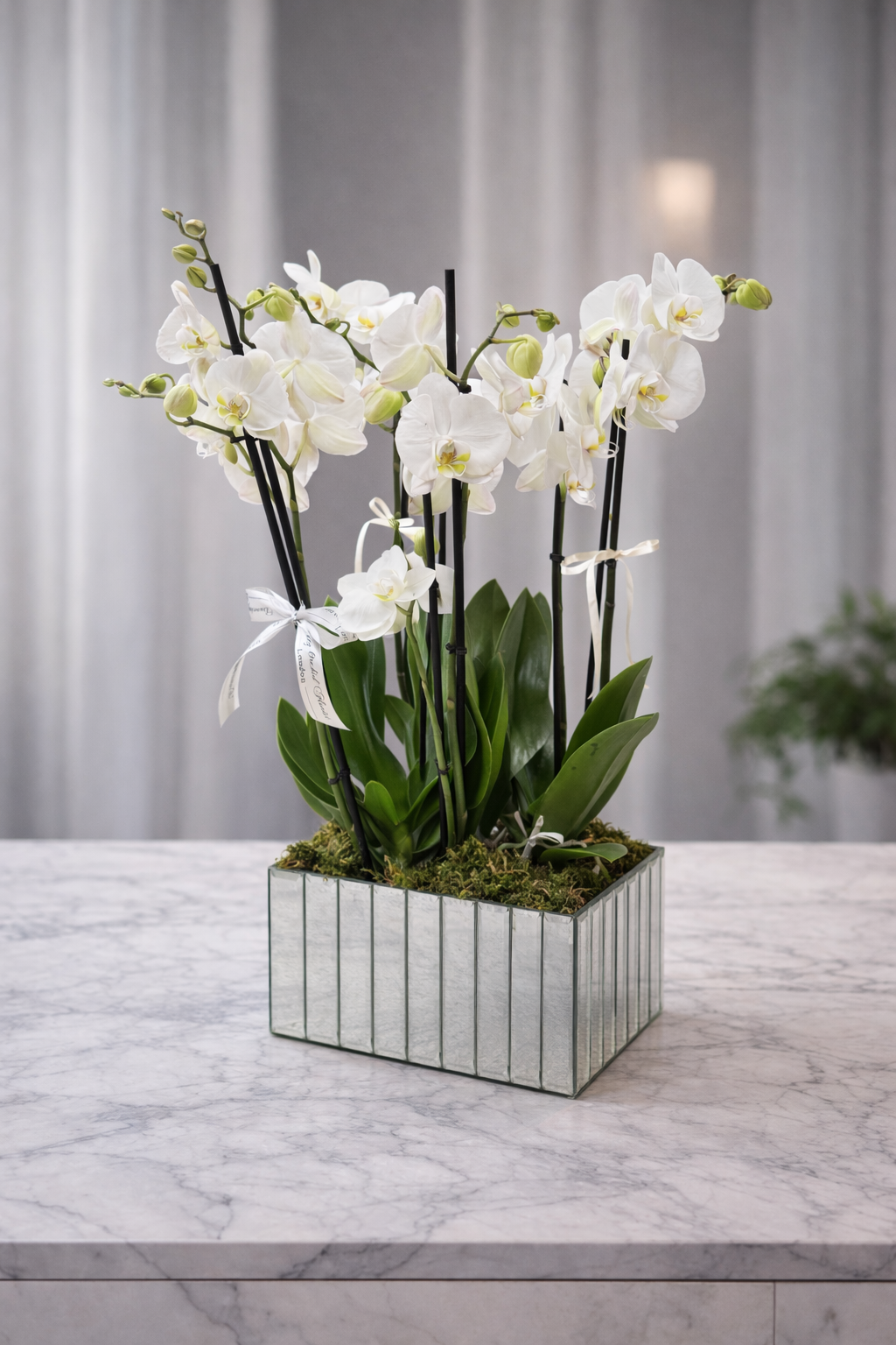 Mirror orchid arrangement