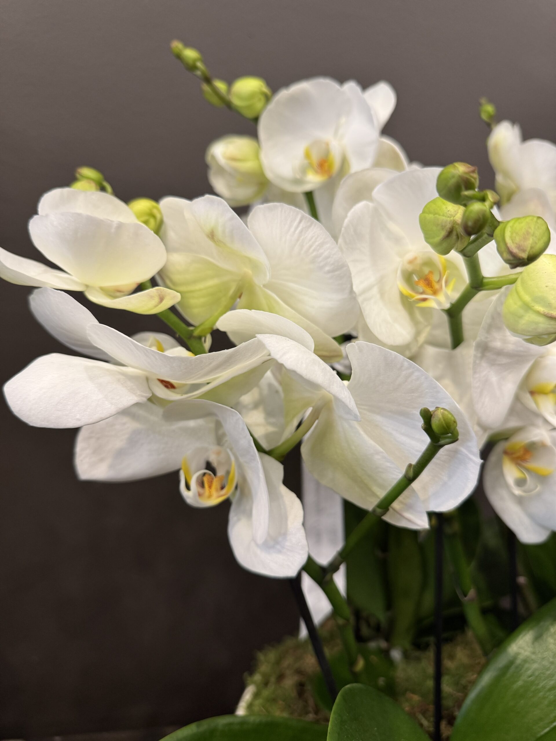 Orchid Garden - Image 2