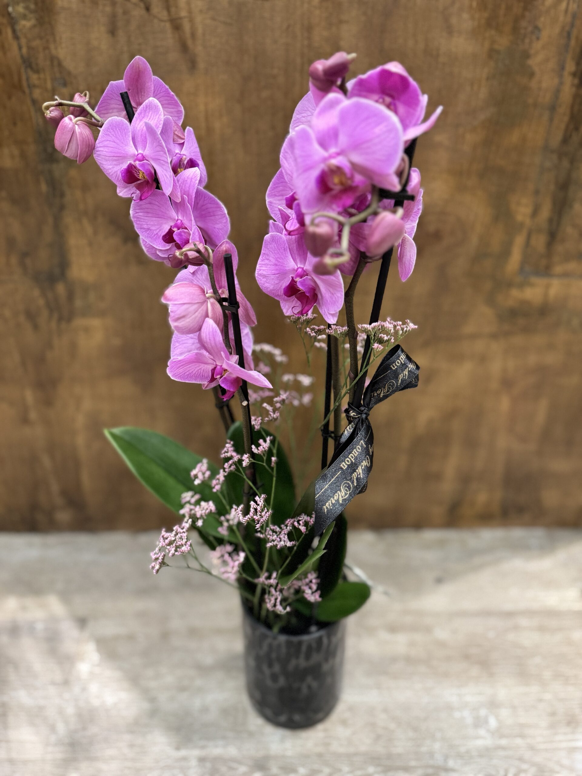 Orchid Élégance