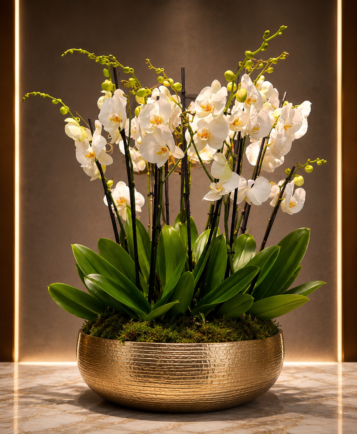 Signature White Orchid Collection